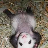 Schönbrunns Pandababy ist ein Bub